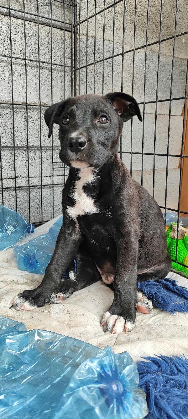 Ryurk cucciolo di tre mesi in adozione  Foto 2