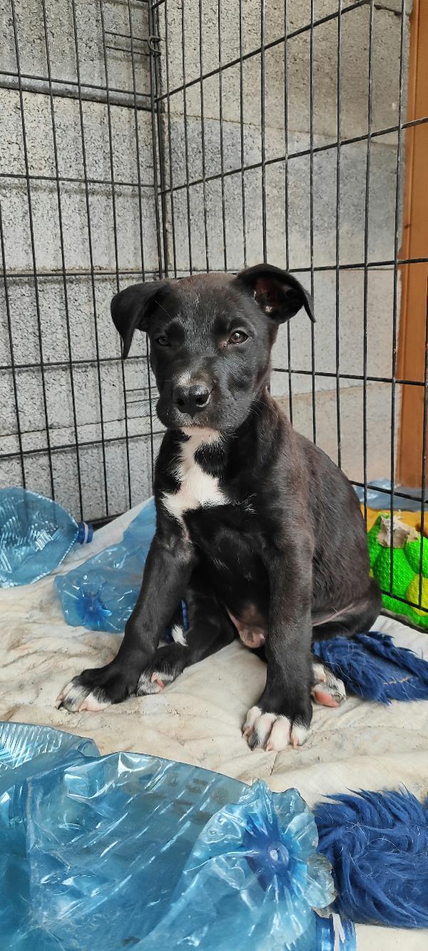 Ryurk cucciolo di tre mesi in adozione  Foto 3
