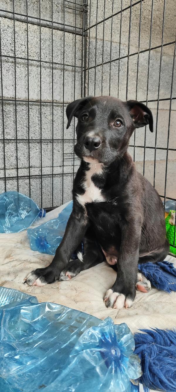 Ryurk cucciolo di tre mesi in adozione  Foto 5
