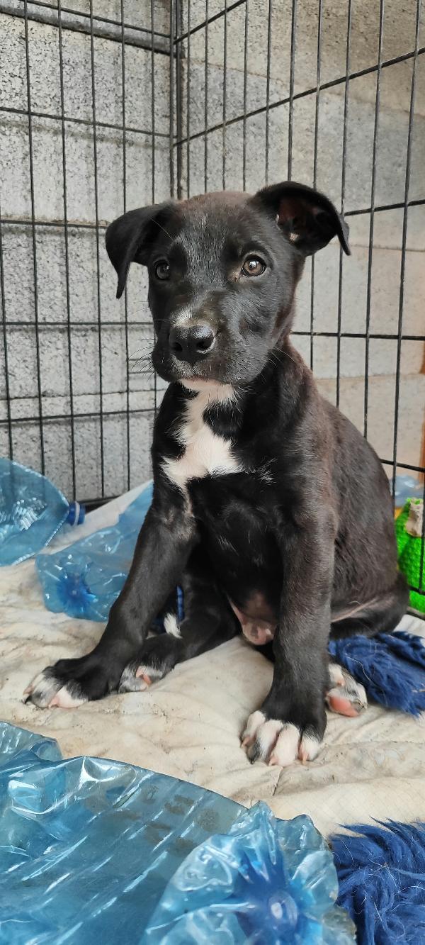 Ryurk cucciolo di tre mesi in adozione  Foto 6