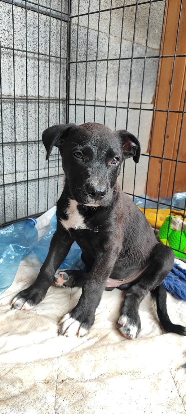 Ryurk cucciolo di tre mesi in adozione  Foto 7