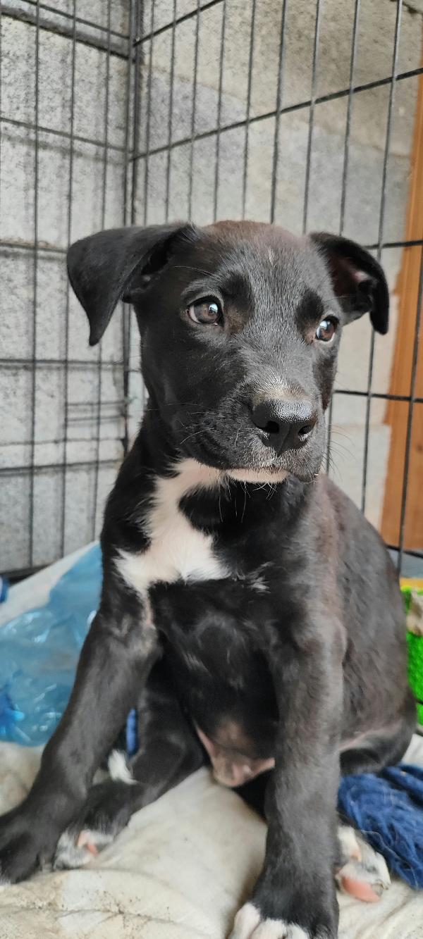 Ryurk cucciolo di tre mesi in adozione  Foto 8