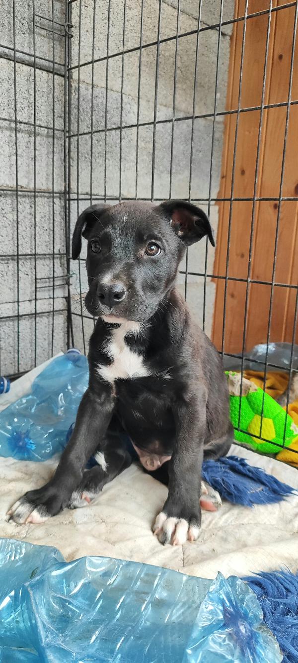 Ryurk cucciolo di tre mesi in adozione  Foto 9