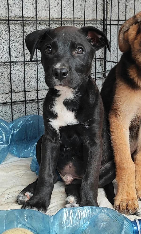 Ryurk cucciolo di tre mesi in adozione  Foto 10