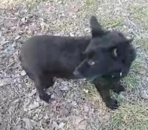 6anni kg7/8 nero aspetta da anni. ALESSANDRIA Foto 3