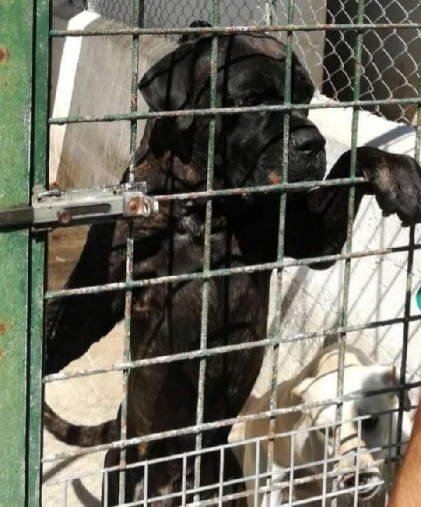 2 CORSO ADULTI DEPRESSI IN CANILE DA CUCCIOLI CALABRIA Foto 2