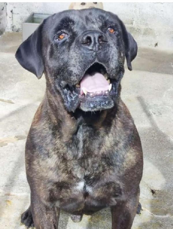 2 CORSO ADULTI DEPRESSI IN CANILE DA CUCCIOLI CALABRIA Foto 3