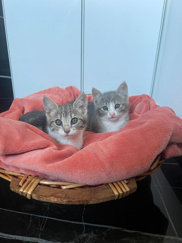 Lilli e Perla piccole micine cercano casa Foto 2