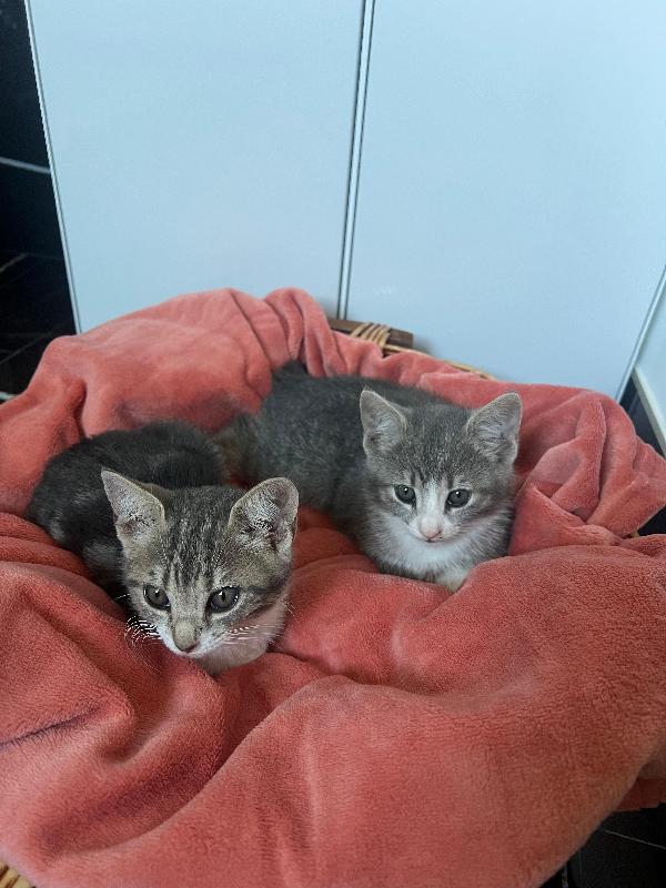 Lilli e Perla piccole micine cercano casa Foto 3