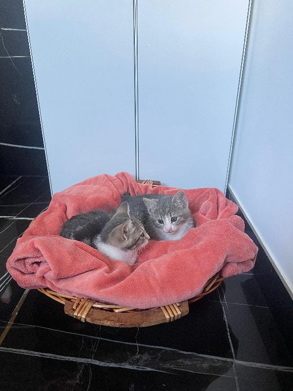 Lilli e Perla piccole micine cercano casa Foto 6