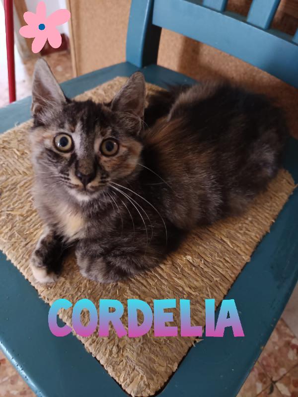 Cordelia Gattina Mix Maine Coon 