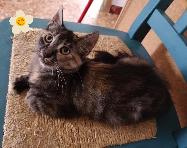 Cordelia gattina mix maine coon  Foto 2