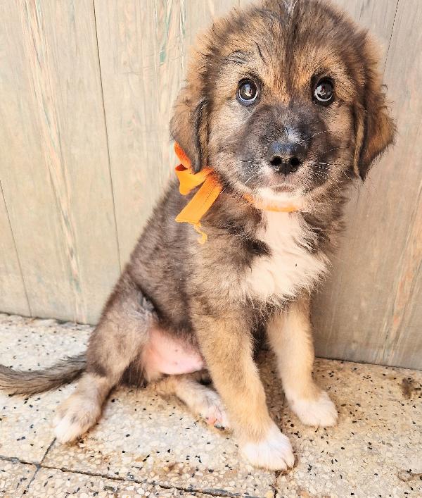 ALAN,IN CANILE,ADOTTABILE IN TUTTA ITALIA| Foto 9