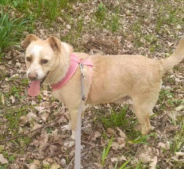 🐾 “Birillo: Da Strada e Paura a un Divano e Tante Coccole?” 🐾 Foto 6
