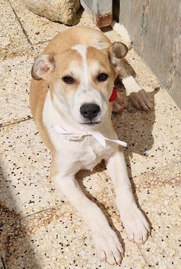 KATTY ED IL SUO PIANTO DISPERATO.ADOTTABILE IN TUTTA ITALIA! Foto 4