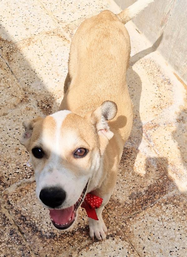 KATTY ED IL SUO PIANTO DISPERATO.ADOTTABILE IN TUTTA ITALIA! Foto 7