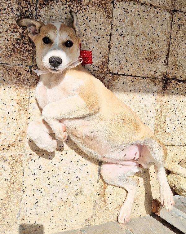 KATTY ED IL SUO PIANTO DISPERATO.ADOTTABILE IN TUTTA ITALIA! Foto 8