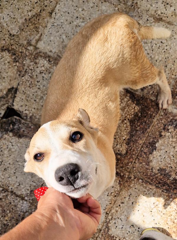 KATTY ED IL SUO PIANTO DISPERATO.ADOTTABILE IN TUTTA ITALIA! Foto 11