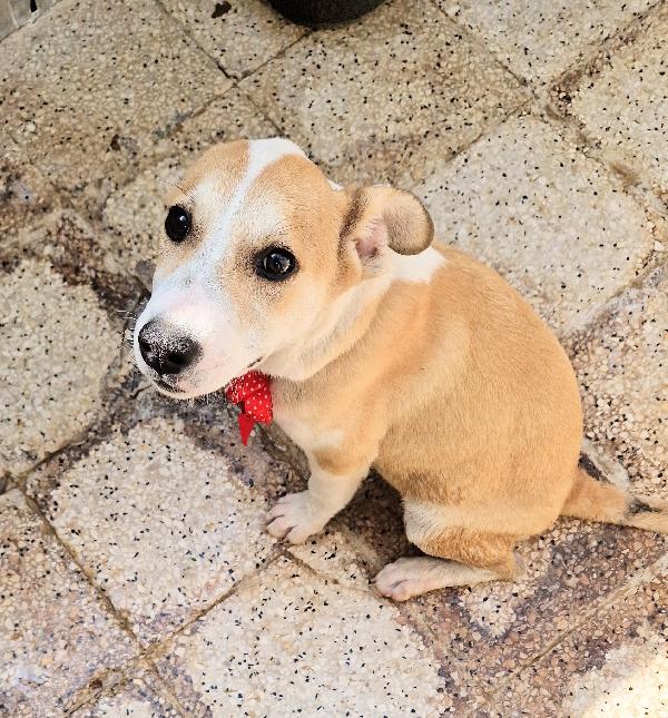 KATTY ED IL SUO PIANTO DISPERATO.ADOTTABILE IN TUTTA ITALIA! Foto 12