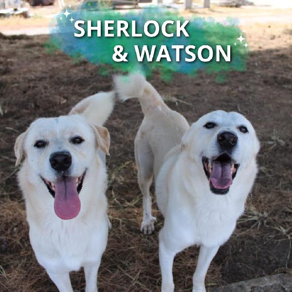 Sherlock E Watson..una Coppia Meravigliosa 