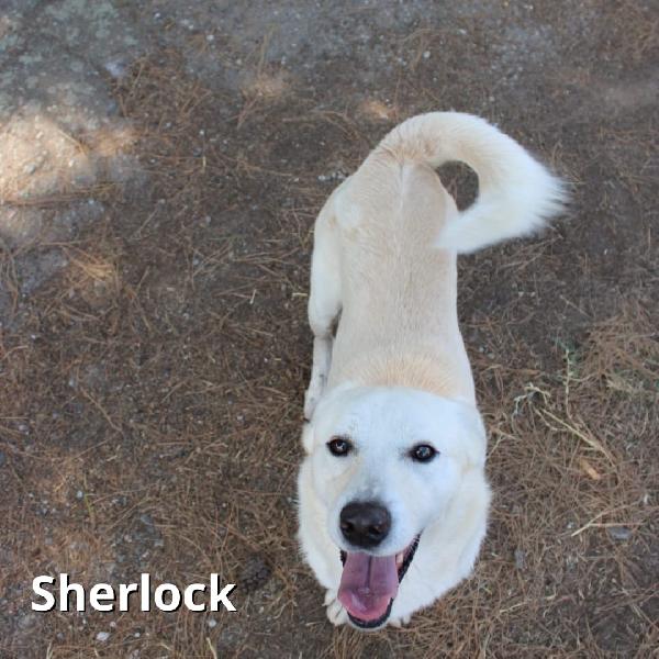 Sherlock e Watson..una coppia meravigliosa  Foto 3