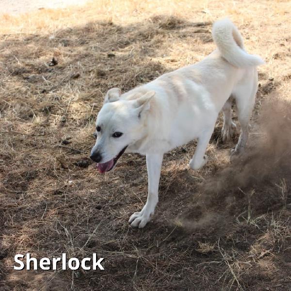 Sherlock e Watson..una coppia meravigliosa  Foto 6
