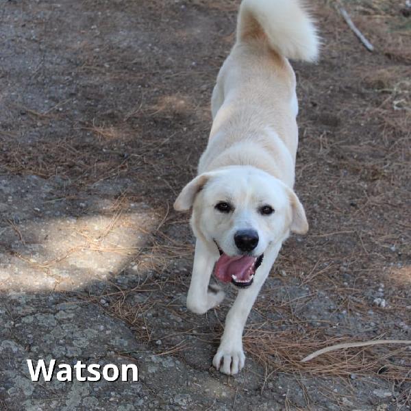 Watson e Sherlock...fratellini meravigliosi Foto 2
