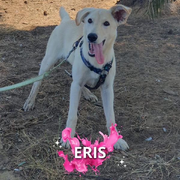 Eris🐕