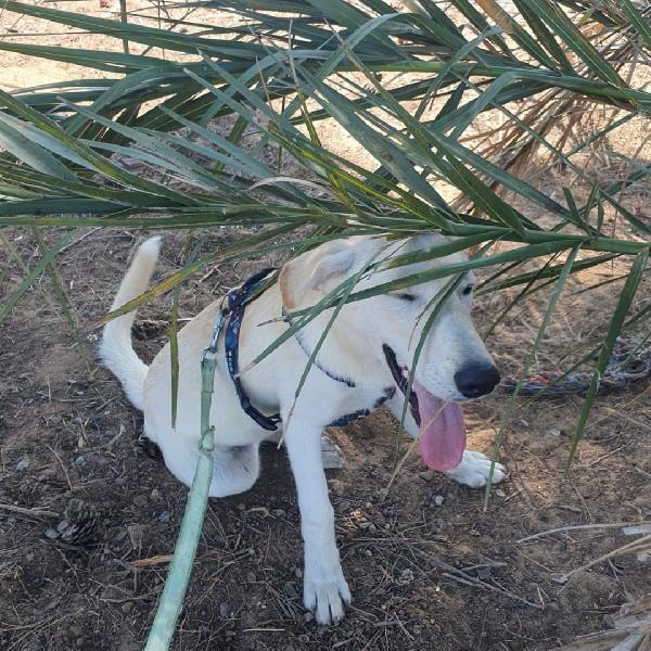 Eris🐕 Foto 2