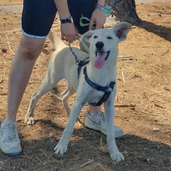 Eris🐕 Foto 3