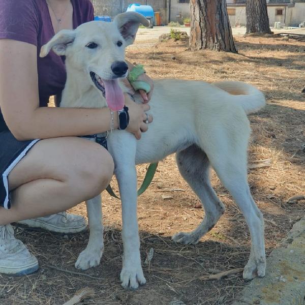 Eris🐕 Foto 4
