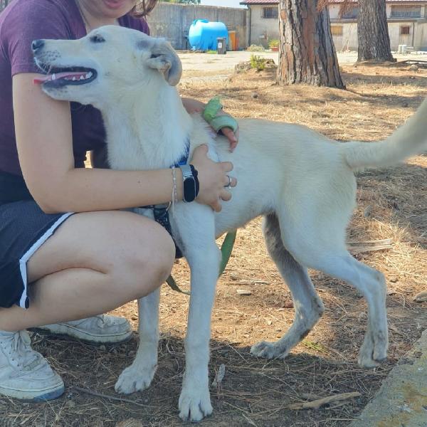 Eris🐕 Foto 5