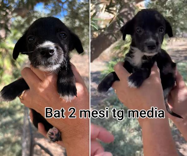Cucciolotti stupendi  Foto 3