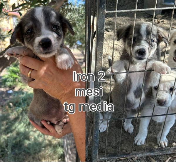 Cucciolotti stupendi  Foto 4