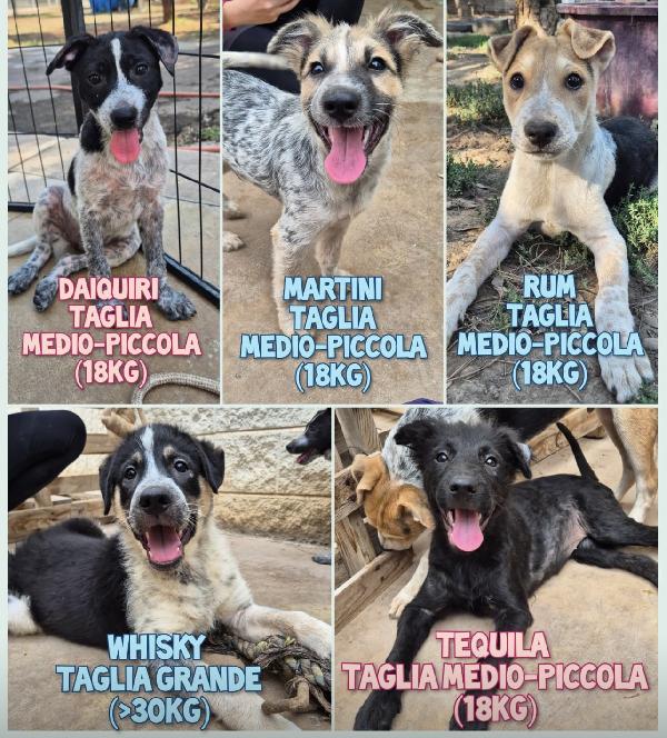 Cuccioli Fantasia Vi Aspettano 