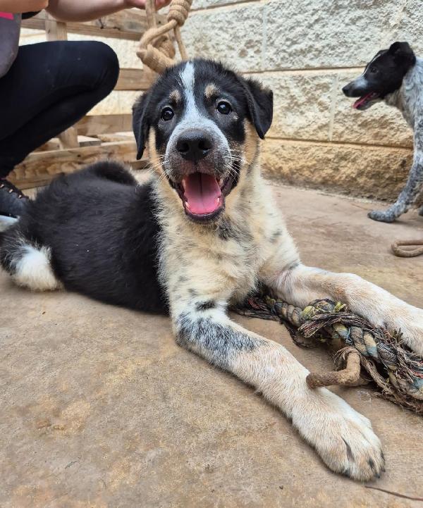 Cuccioli fantasia vi aspettano  Foto 2