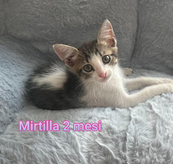 Micini Esclusi Da Tutti
