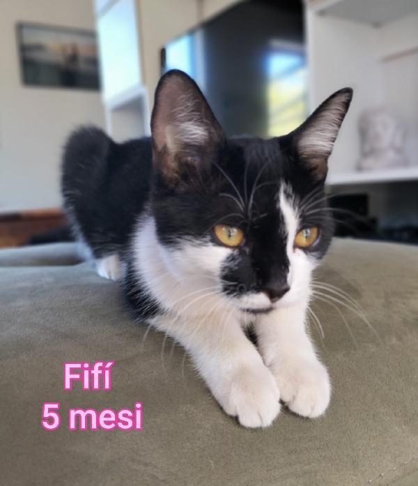 MICINI ESCLUSI DA TUTTI Foto 5