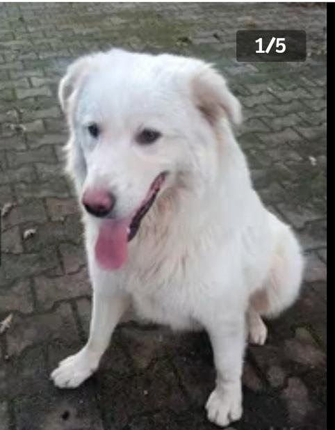 Maremmano 2/3Anni Vive Solo In 1Recinto.calabria