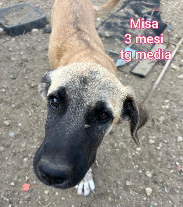 Stupendi cuccioli in adozione  Foto 3