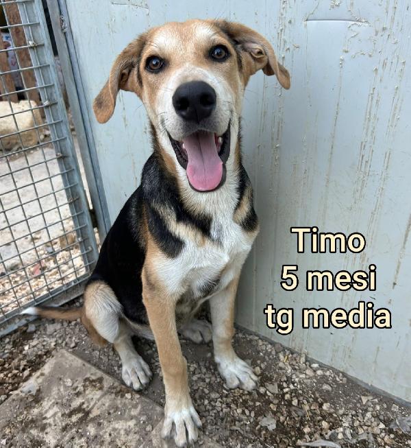 Stupendi cuccioli in adozione  Foto 5