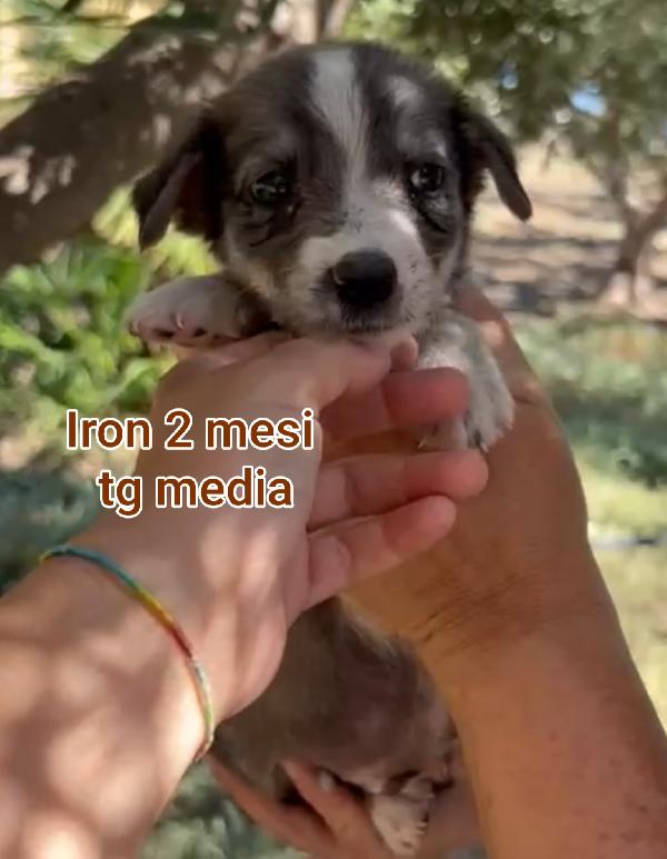 Stupendi cuccioli in adozione  Foto 7