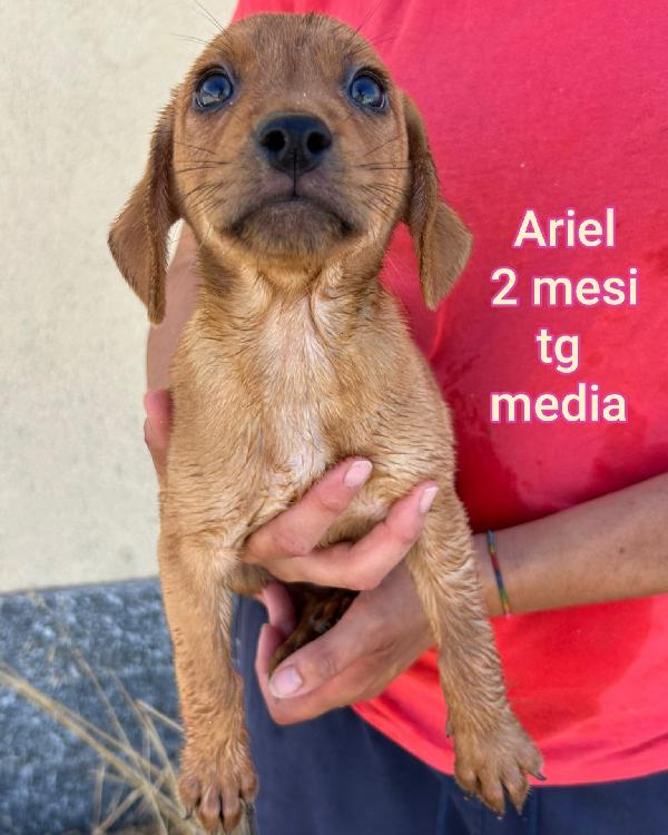 Stupendi cuccioli in adozione  Foto 8