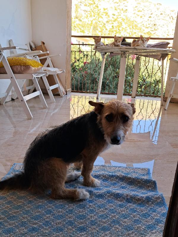 Cucciola taglia piccola  Foto 3