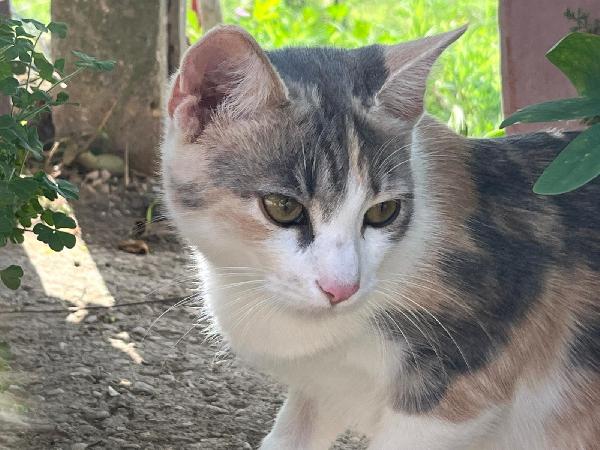 CHIA: MICINA TRICOLORE DI 7 MESI CERCA FAMIGLIA Foto 3