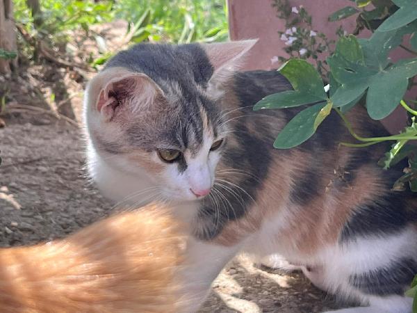CHIA: MICINA TRICOLORE DI 7 MESI CERCA FAMIGLIA Foto 4