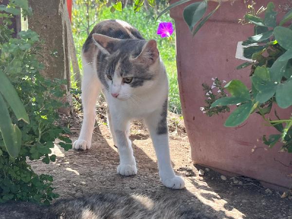 CHIA: MICINA TRICOLORE DI 7 MESI CERCA FAMIGLIA Foto 6