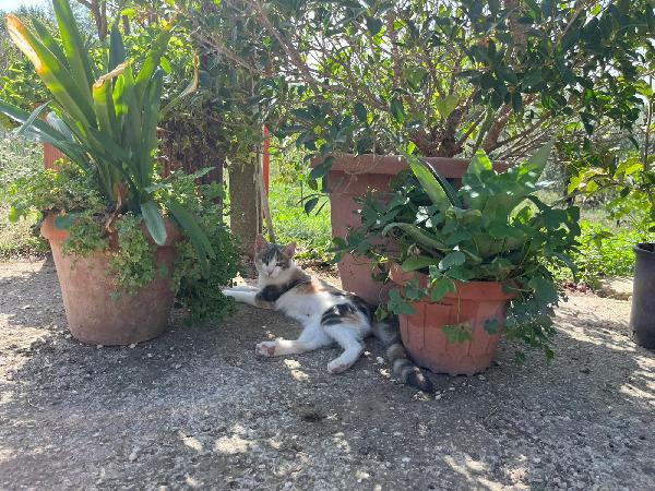 CHIA: MICINA TRICOLORE DI 7 MESI CERCA FAMIGLIA Foto 8