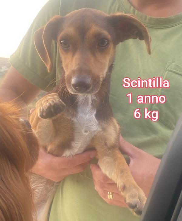 Piccoli cagnolini in cerca d'amore Foto 1