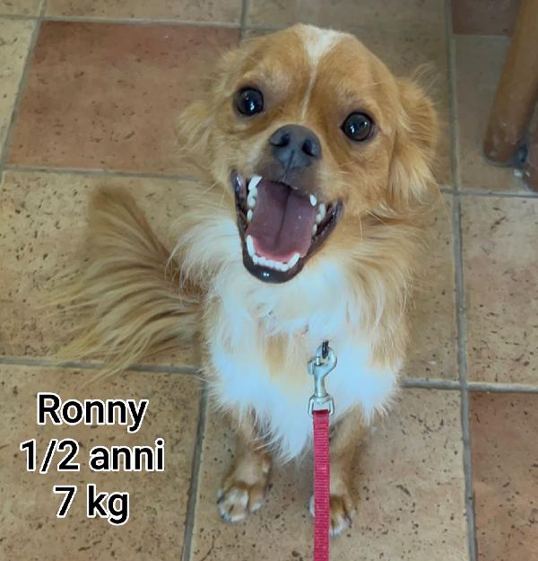 Piccoli cagnolini in cerca d'amore Foto 2